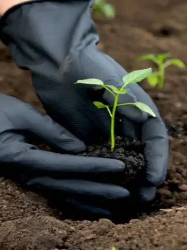 Como cultivar um jardim biológico como um profissional